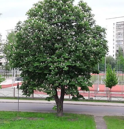 Purvciems * Riga